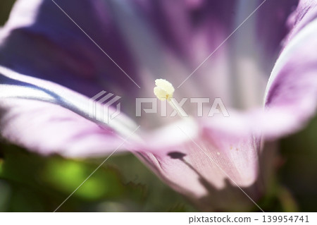 Close-up photo of beach morning glory Close-up photo of beach morning glory 139954741