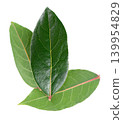 Fresh laurel leaves isolated on white background. Bay leaf herb. Clipping path. Top view. 139954829