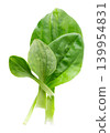 Fresh plantain leaves isolated on white background. Plantago major herb. Medicinal green leaves for traditional medicine. Clipping path. Top view. 139954831