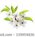 Pear tree blossoms isolated on white background. Branch of flowering pear with white flowers and green leaves in spring. Clipping path. 139954836