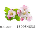 Spring apple blossom isolated on white background. Branch of flowering apple tree with pink and white flowers and green leaves. Clipping path. 139954838