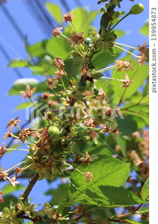 Tropical tree branch displays green fruit and small flowers under a clear blue sky, with power lines subtly visible in the background 139954873
