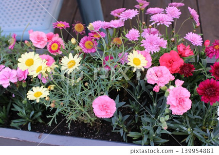Vibrant flower bed with various pink, yellow, and red flowers in a garden planter, surrounded by green leaves and a wooden deck area Vibrant flower bed with various pink, yellow, and red flowers in a garden planter, surrounded by green leaves and a wooden deck area 139954881