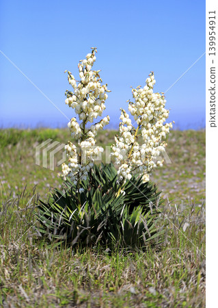 海岸沙灘上盛開的絲蘭(Yucca gracilis)。 海岸沙灘上盛開的絲蘭(Yucca gracilis)。 139954911