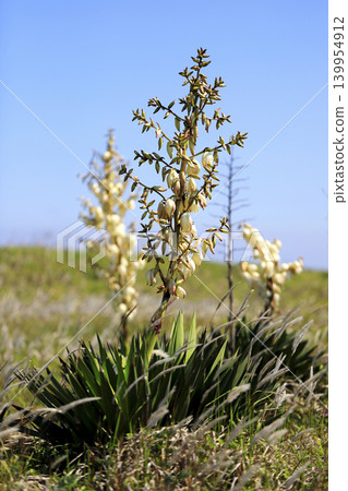 Yucca orchids (Yucca gracilis) blooming on the sandy beaches of the coast. Yucca orchids (Yucca gracilis) blooming on the sandy beaches of the coast. 139954912