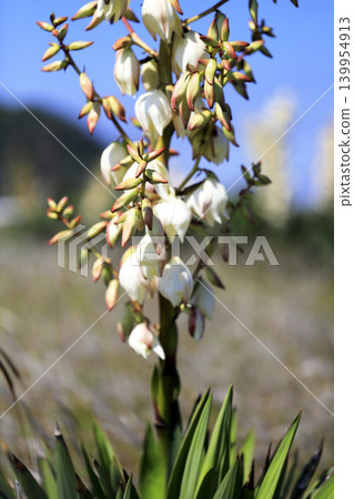 海岸沙灘上盛開的絲蘭(Yucca gracilis)。 海岸沙灘上盛開的絲蘭(Yucca gracilis)。 139954913