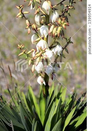 Yucca orchids (Yucca gracilis) blooming on the sandy beaches of the coast. 139954914