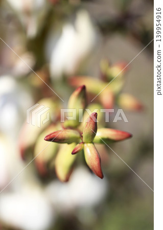 Yucca buds and flowers blooming on the sandy beach. 139954916