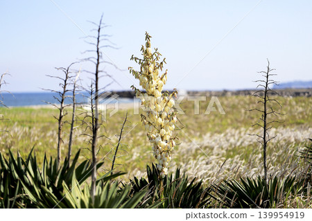 Yucca orchids (Yucca gracilis) blooming on the sandy beaches of the coast. Yucca orchids (Yucca gracilis) blooming on the sandy beaches of the coast. 139954919