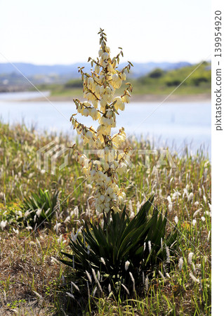 Yucca orchids (Yucca gracilis) blooming on the sandy beaches of the coast. Yucca orchids (Yucca gracilis) blooming on the sandy beaches of the coast. 139954920