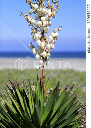 Yucca flowers blooming on the sandy beach. Yucca flowers blooming on the sandy beach. 139954925
