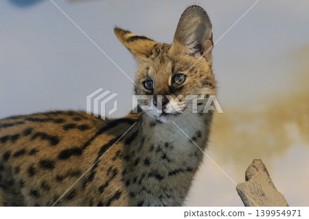 藪貓肖像:在日本動物園拍攝的美麗野生貓科動物(第二部) 藪貓肖像:在日本動物園拍攝的美麗野生貓科動物(第二部) 139954971