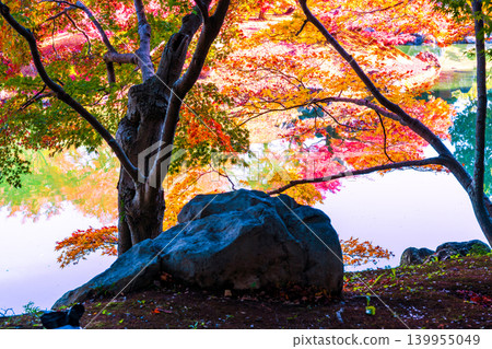 [Special Place of Scenic Beauty] Ritsurin Garden, Late Autumn Scenery, Autumn Leaves on the Maple Shore 4, Takamatsu City, Kagawa Prefecture 139955049