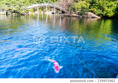 [Special Place of Scenic Beauty] Ritsurin Garden: Late Autumn Scenery - Nishikigoi (carp) in the South Lake and Engetsu Bridge 1, Takamatsu City, Kagawa Prefecture 139955062