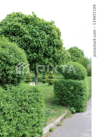 Lush green hedges and a large tree line a paved pathway in a well-maintained garden, showcasing various shapes and textures of foliage and grass Lush green hedges and a large tree line a paved pathway in a well-maintained garden, showcasing various shapes and textures of foliage and grass 139955109