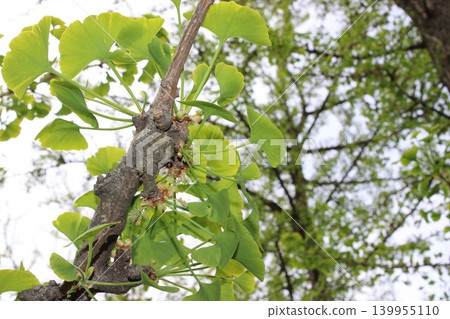 Close-up view of ginkgo biloba tree branch with bright green fan-shaped leaves against a blurred background of other tree branches and foliage Close-up view of ginkgo biloba tree branch with bright green fan-shaped leaves against a blurred background of other tree branches and foliage 139955110
