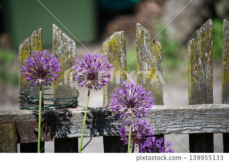 Purple allium flowers bloom against a weathered wooden fence in the garden 139955133