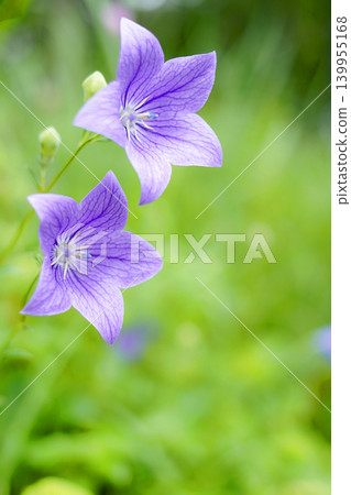 Powered by Translate Powered by Translate 139955168