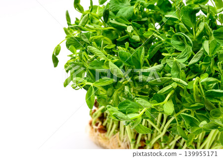 生根的家豌豆苗 生根的家豌豆苗 139955171