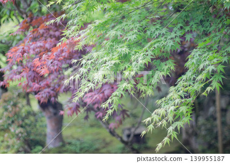 Fresh green maple leaves (photo) Fresh green maple leaves (photo) 139955187