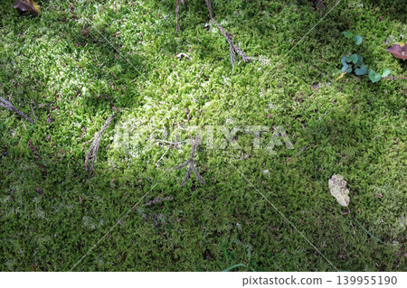 Photo with a mossy green background. Photo with a mossy green background. 139955190