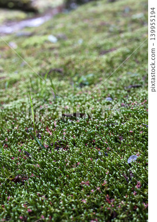 苔蘚微距背景照片，苔蘚綠微距 139955194