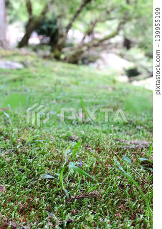 苔蘚森林的微距背景照片 苔蘚森林的微距背景照片 139955199