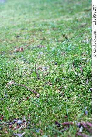 苔蘚和草的微距背景照片 苔蘚和草的微距背景照片 139955204