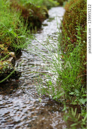 A mossy stream landscape (photo) A mossy stream landscape (photo) 139955212