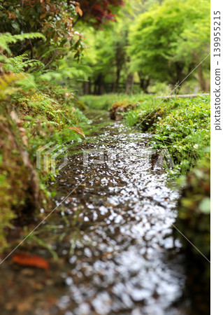 長滿青苔的溪流景觀(照片) 長滿青苔的溪流景觀(照片) 139955215