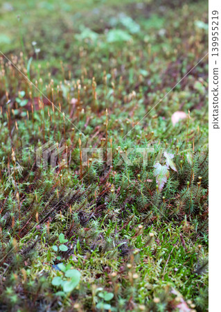 Close-up photograph of moss sporophytes. Close-up photograph of moss sporophytes. 139955219