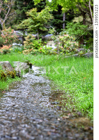 A mossy stream landscape (photo) A mossy stream landscape (photo) 139955223