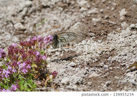Aporia hippia sucking the nectar of Thymus quinquefolium Aporia hippia sucking the nectar of Thymus quinquefolium 139955234