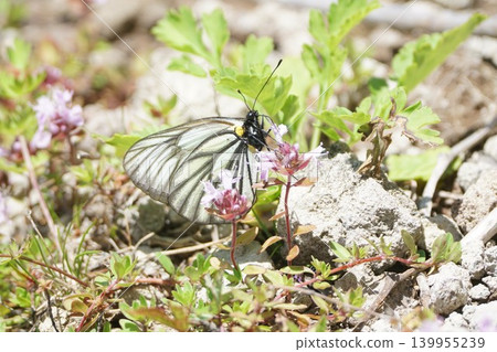 Aporia hippia sucking the nectar of Thymus quinquefolium 139955239