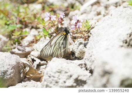 Aporia hippia 吮吸百里香的花蜜 Aporia hippia 吮吸百里香的花蜜 139955240