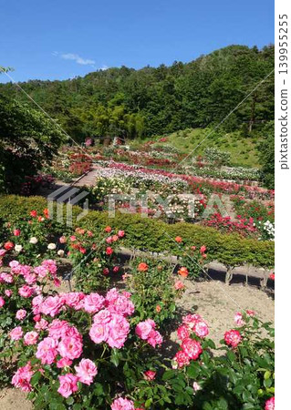 盛開的玫瑰 玫瑰 東澤玫瑰公園 139955255