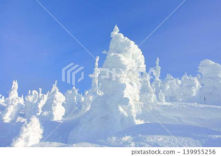 Rime on trees, hoarfrost, Zao Rime on trees, hoarfrost, Zao 139955256