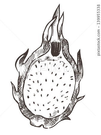 Dragon fruit vector illustration in sketch style. Tropical fruit 139955338