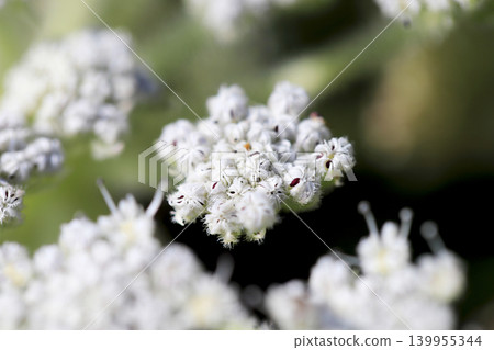 沙灘上盛開著海甘藍花 139955344