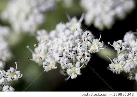沙灘上盛開著海甘藍花 沙灘上盛開著海甘藍花 139955348