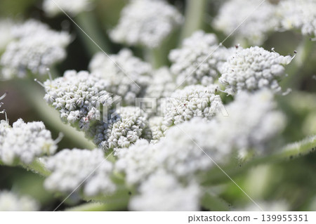 沙灘上盛開著海甘藍花 139955351