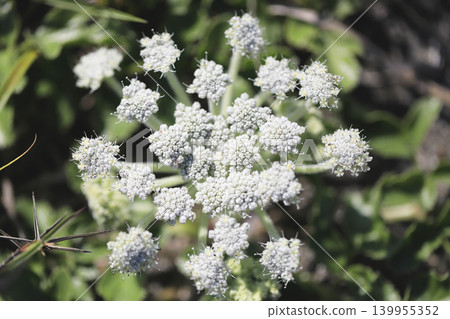 Sea kale flowers blooming on the sandy beach 139955352