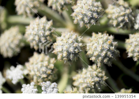 Glehnia blooming on the sandy beach Glehnia blooming on the sandy beach 139955354
