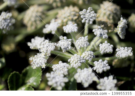 沙灘上盛開著海甘藍花 沙灘上盛開著海甘藍花 139955355