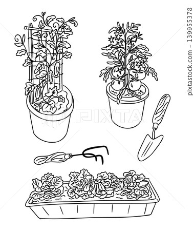 Black and white illustration of potted plants with climbing vines, tomatoes, and flowers alongside gardening tools including a trowel and hand rake on a white background 139955378