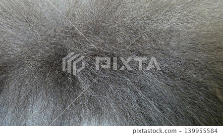 Gray long fur texture background with dense fluffy fibers, soft animal hair pattern for textile design, fashion materials and cozy surface concepts. Gray long fur texture background with dense fluffy fibers, soft animal hair pattern for textile design, fashion materials and cozy surface concepts. 139955584