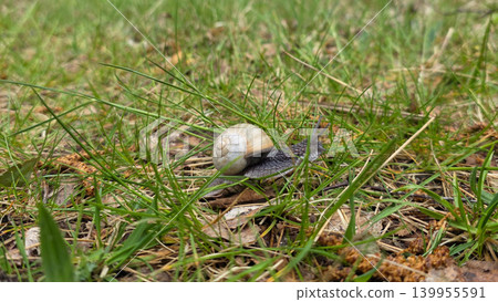 Snail crawling in grass on a natural meadow background, closeup outdoor scene with greenery and soft shallow depth of field. Snail crawling in grass on a natural meadow background, closeup outdoor scene with greenery and soft shallow depth of field. 139955591