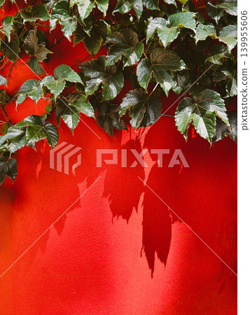 Green ivy leaves hanging over a bright red wall with strong shadows, vibrant urban botanical background with bold color contrast and copy space Green ivy leaves hanging over a bright red wall with strong shadows, vibrant urban botanical background with bold color contrast and copy space 139955606