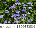 Blue hydrangea 139955634