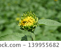 Landscape with summer flowers 139955682